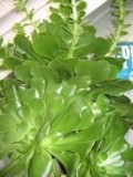 blume 002.jpg