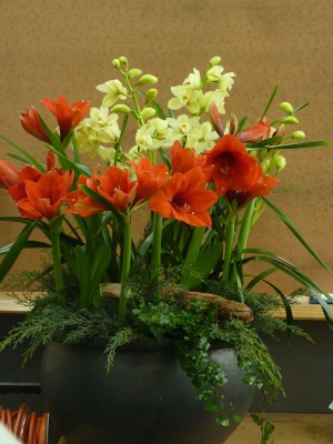 Hippeastrum Cymbidium.jpg