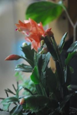 schlumbergera 015yy.jpg