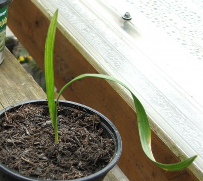 Phoenix sylv.rob 28.05.10.a.jpg