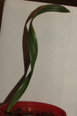 Phoenix sylv.rob lockenstyle 16.03.10.jpg