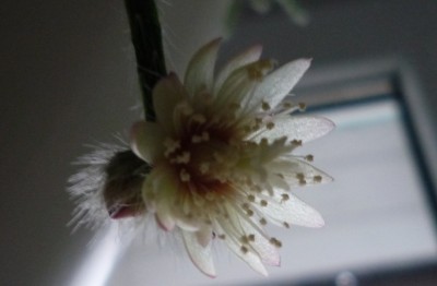 pilocarpa Blüte0.JPG