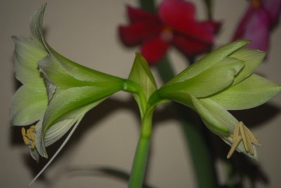 orchis 011yy.jpg