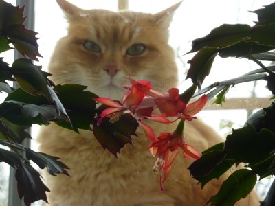 Gina Schlumbergera.jpg