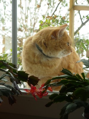 Gina Schlumbergera draußen.jpg