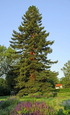 Redwood_Bonn_Rheinufer.jpg