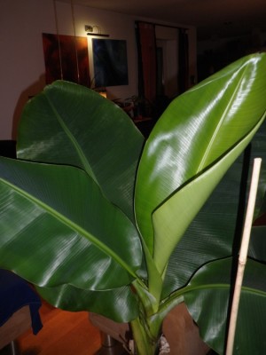musa acuminata.jpg