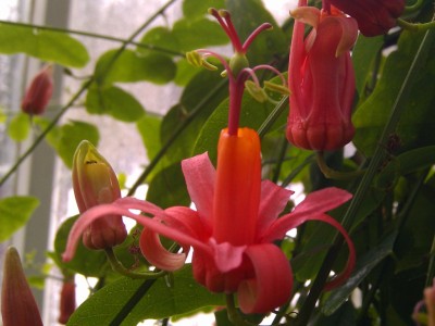 Passiflora sp.jpg
