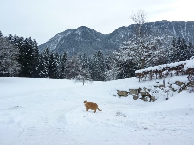 Gina im Schnee.jpg