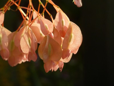 Begonia corallina.jpg