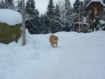 Gina im Schnee 2.jpg