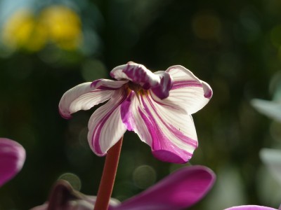 Kelchblätter En Vouge.jpg