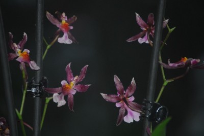 Oncidium 004yy.jpg