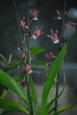 Oncidium 003yy.jpg
