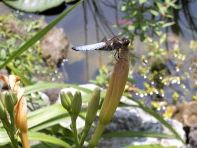 Libellenmänchen - Plattbauchlibelle  - Libellula depressa.JPG