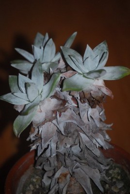 Dudleya 005yy.jpg