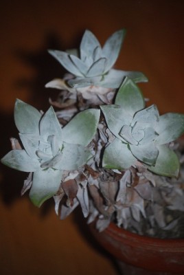 Dudleya 003yy.jpg