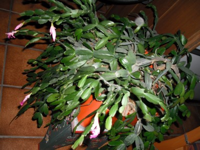 OpaSchlumbi1.JPG