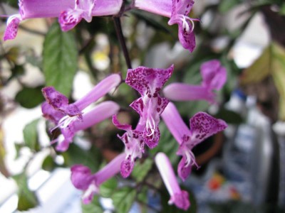 Plectranthus od. Engel von Südafrika.JPG