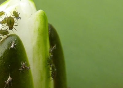 Aphids.jpg