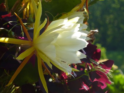 Epiphyllum1.jpg