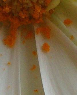 Ausschnitt Dezemberrätsel 08.12.2010.jpg