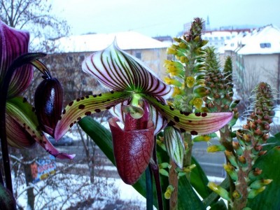 Paphiopedilum.jpg