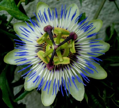 Passionsblume.jpg