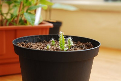dsc_4635_Drachenfrucht_Pitahaya.jpg
