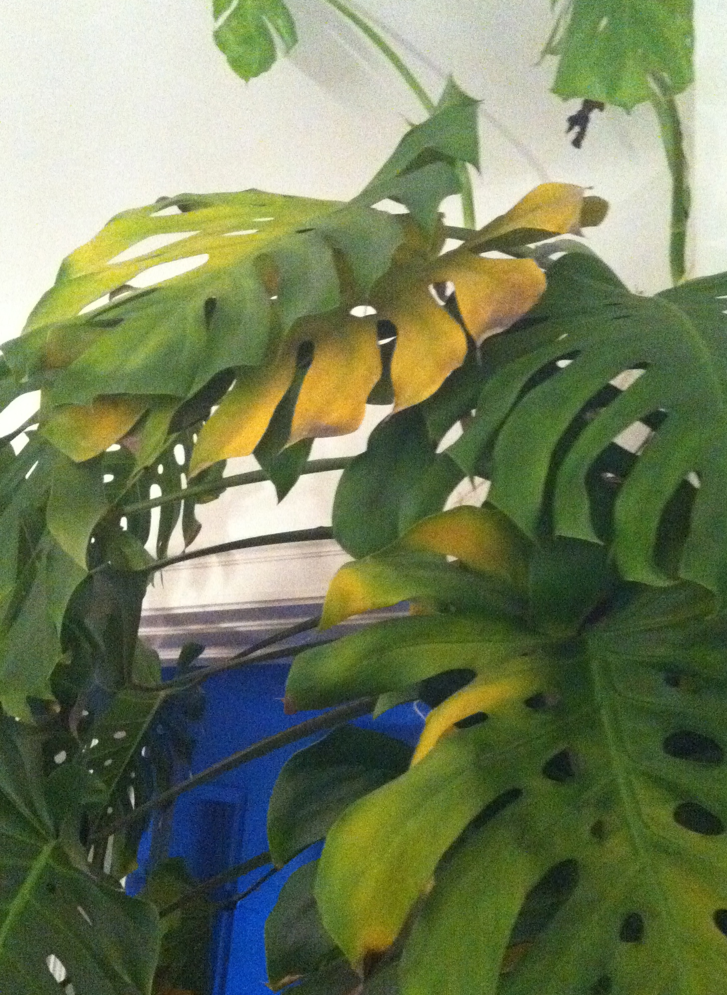 Gelbe Blätter an einer Monstera/Fensterblatt · Pflegen & Schneiden &  Veredeln · GREEN24 Pflanzen & Garten Forum
