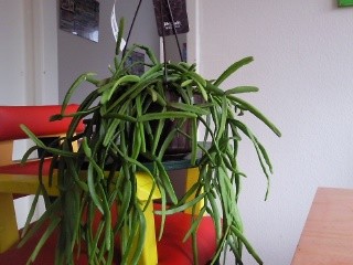 Rhipsalis Micrantha.jpg