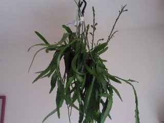 Rhipsalis Ramulosus.jpg