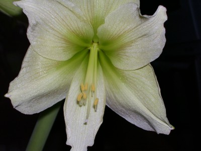 Hippeastrum Gelbe Lemon_2.jpg