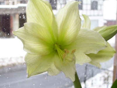 Hippeastrum Gelbe Lemon_1.jpg