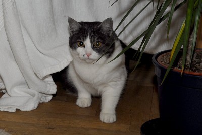 dsc_6061_Katze.jpg