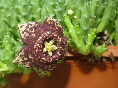 Stapelia.jpg