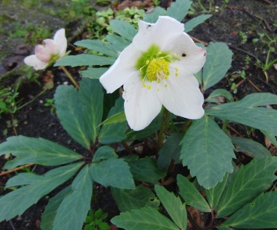 Christrose.jpg