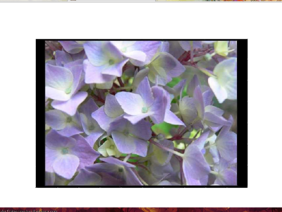 Hortensie.png
