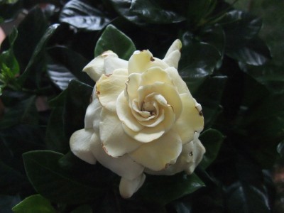 DSCF4962.JPG