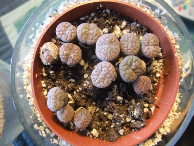 DSCF4956.JPG