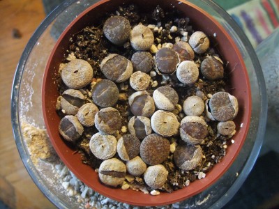 DSCF4955.JPG