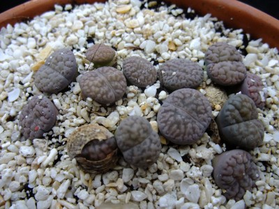 DSCF4982.JPG