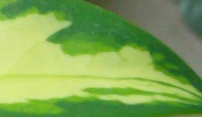 Ausschnitt Dezemberrätsel 11.12.2010.jpg