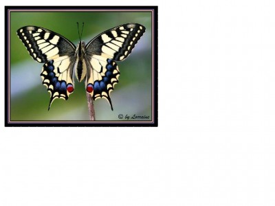 Schmetterling.jpg