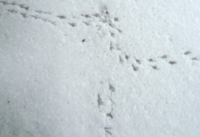 Spuren im Schnee.JPG