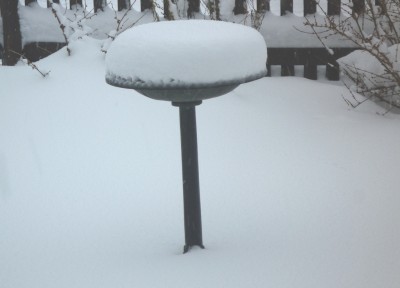 Schneehaube.JPG
