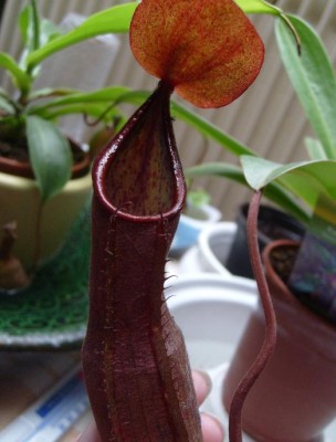 nepenthes.JPG