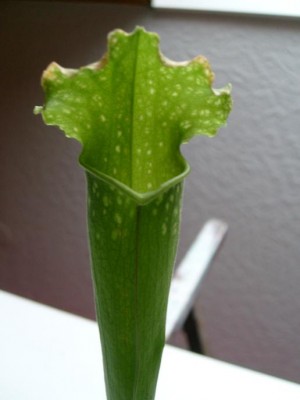 sarracenia2.JPG