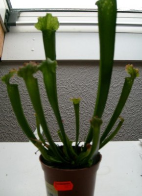 sarracenia1.JPG
