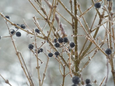 Ligustrum beeren.jpg